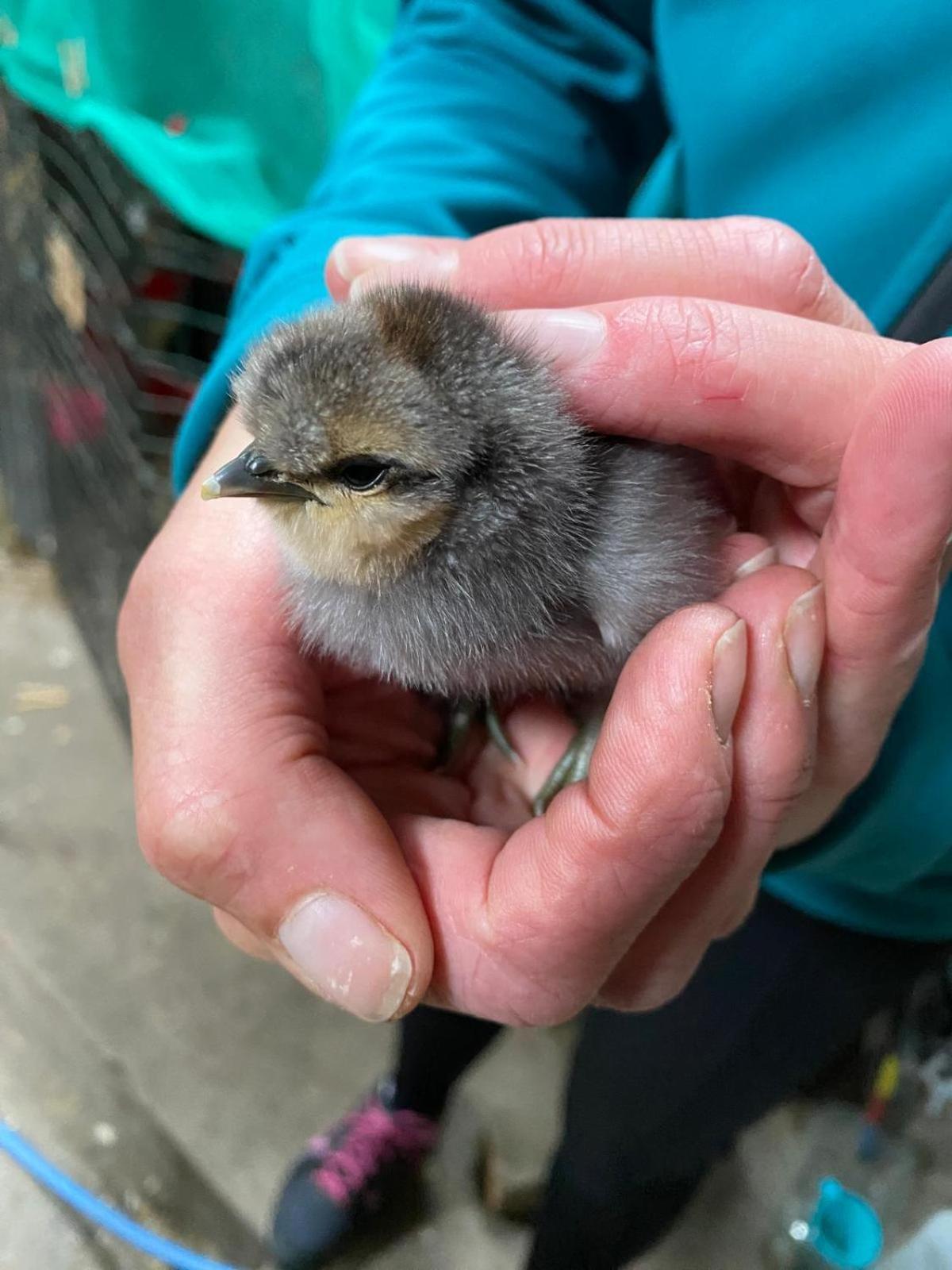 Lettoch Farm Panzió Dufftown Kültér fotó