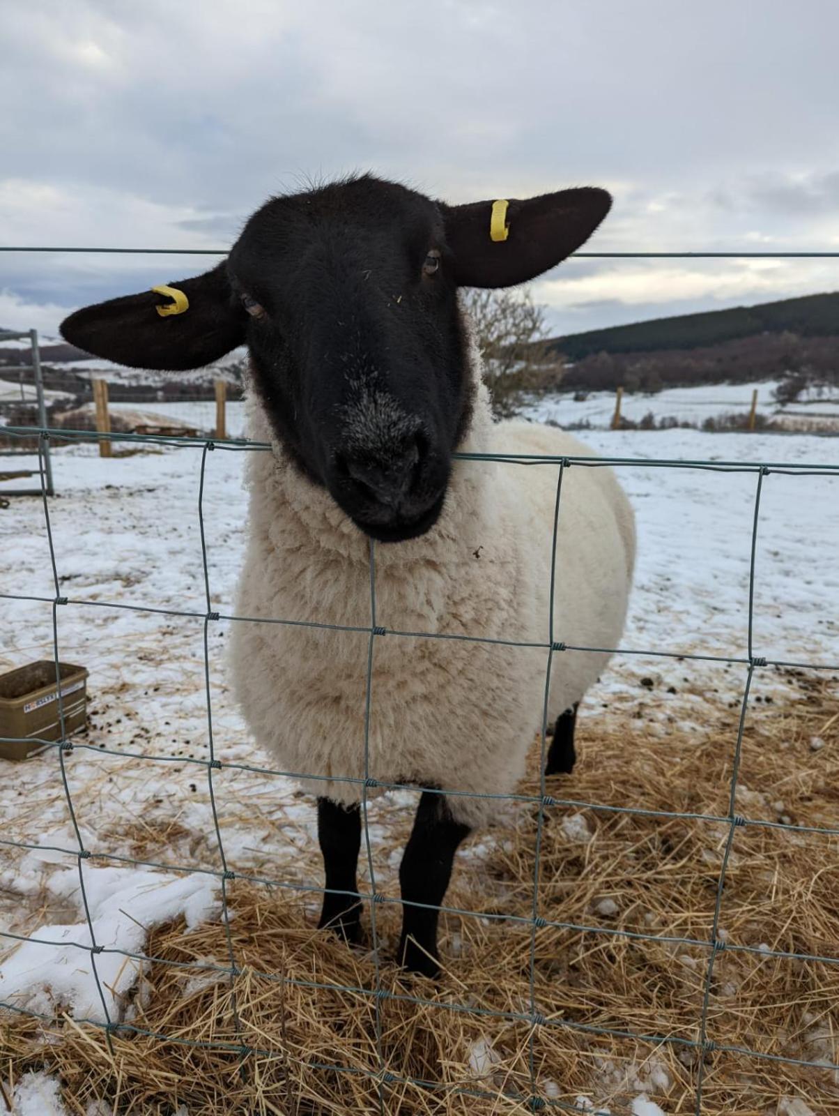 Lettoch Farm Panzió Dufftown Kültér fotó