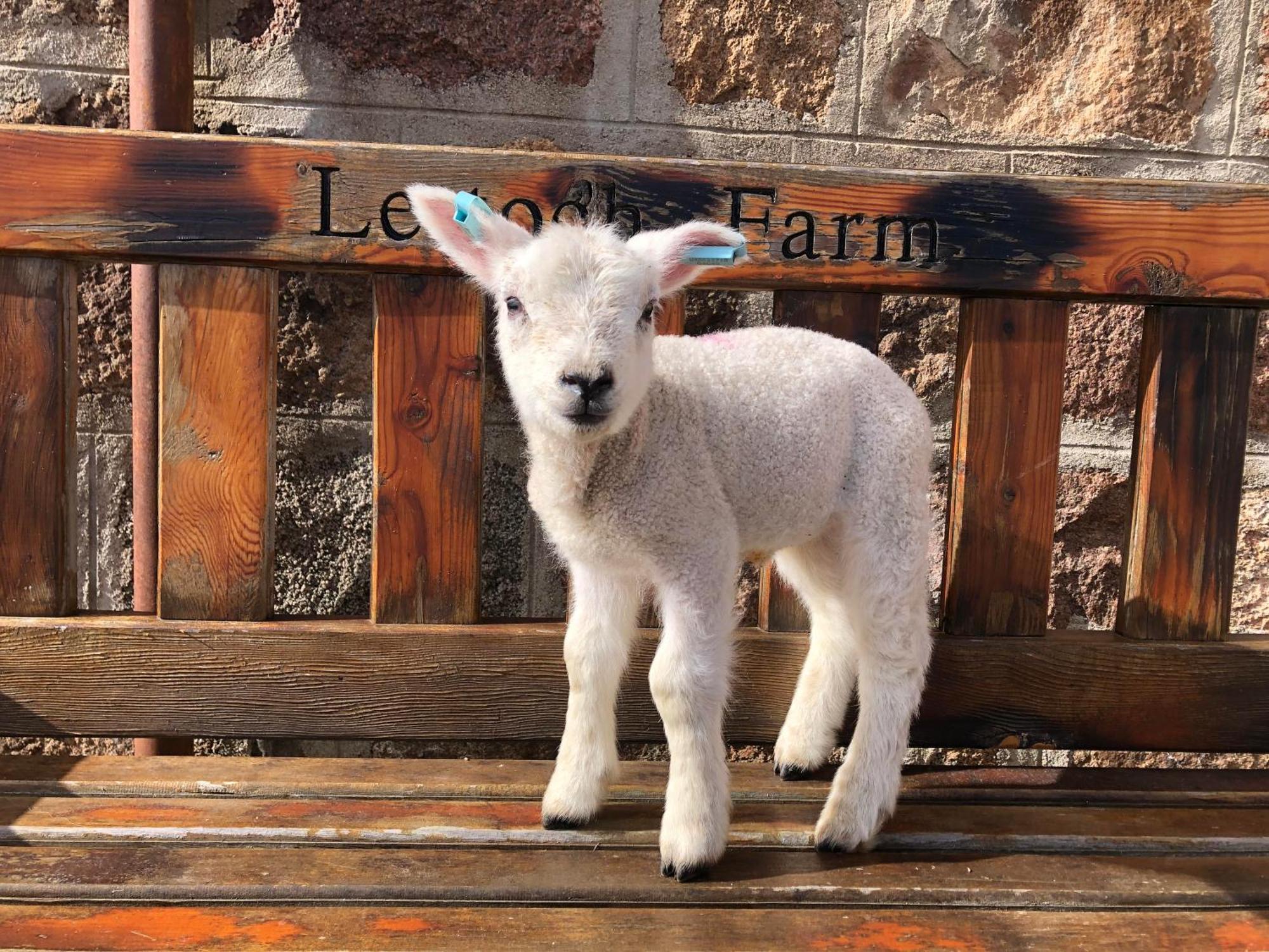 Lettoch Farm Panzió Dufftown Kültér fotó