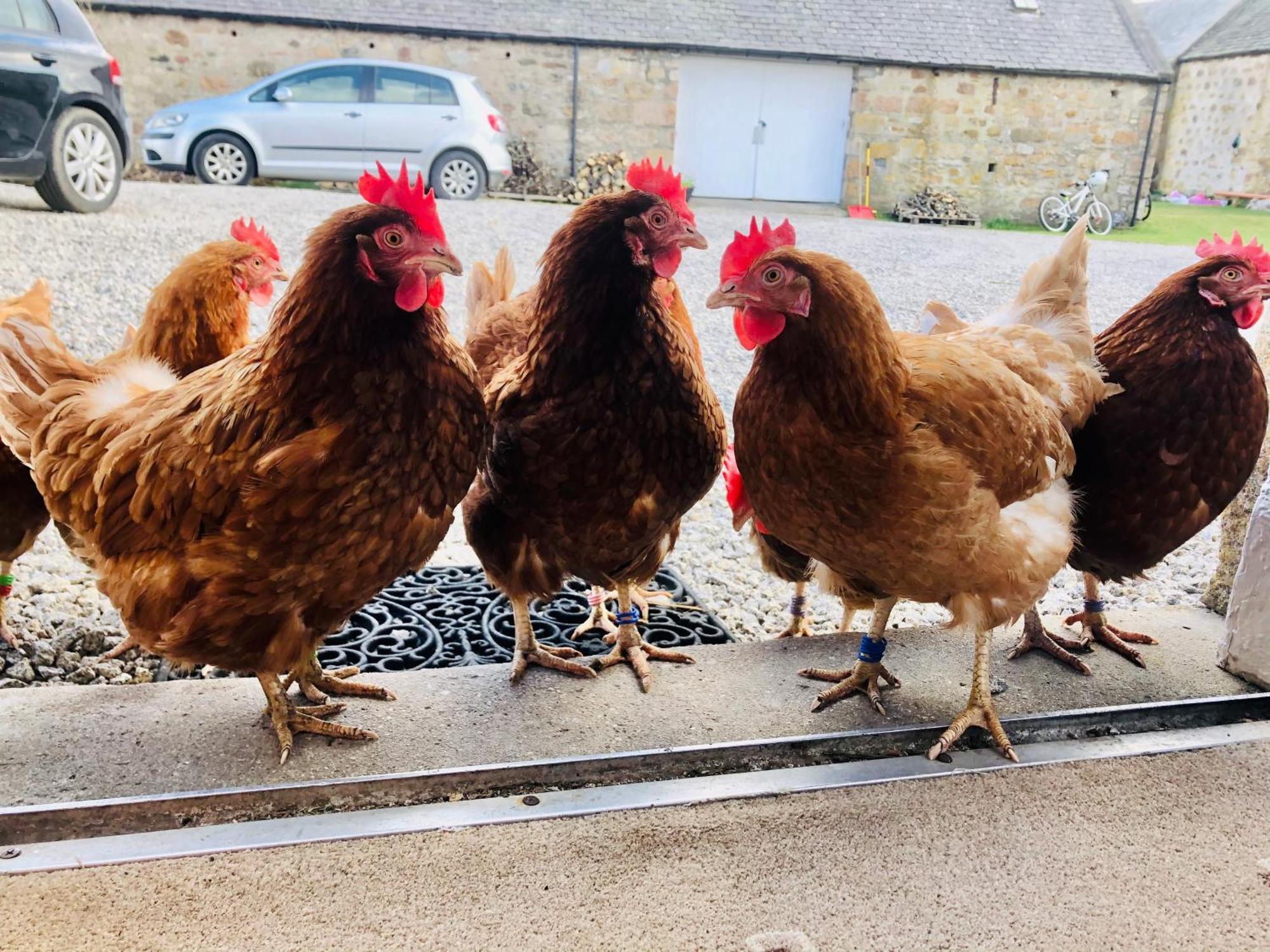 Lettoch Farm Panzió Dufftown Kültér fotó